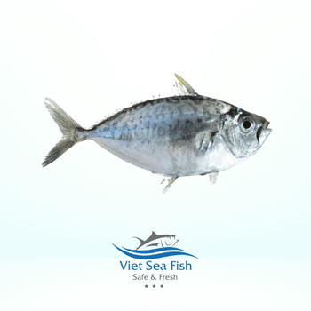 Pony Fish - Viet Sea Fish Ltd., Co. - Vietnam