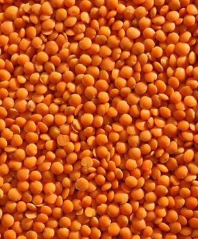 Lentils Origin Canada Purity Min. 99% Foreign Matter Max. 0.5% Moisture Content Max. 12–14% Processing Type Conventional And - Sushan Essentials Canada Inc. - Canada