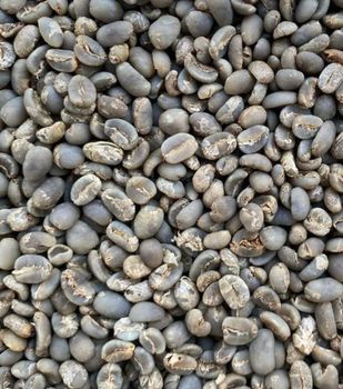 Premium Arabica Mandheling green coffee beans - wholesale – product photo, Long Green Beans products found from trusted suppliers, wholesalers, manufacturers & exporters Listing