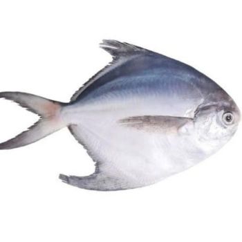 White Pomfert Packaging Type Frozen Processing Type IQF /BULK Frozen Grade Sashimi-grade Custom Processing Available Yes - DUTA EXPORTIR INDONESIA - Indonesia