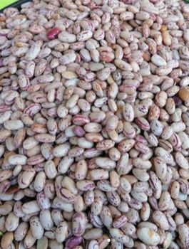 Organic Pinto Beans, Non-GMO, Bulk Pinto Beans (Sugar Beans) - SRINAKHORN LTD - Thailand