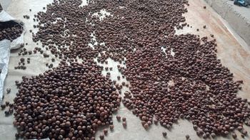 Nutmeg Oil