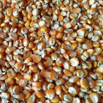 Animal Feed Corn (non-GMO yellow maize) - wholesale from ASLI Pangan Animal Feed Corn (non-GMO yellow maize) - wholesale - ASLI Pangan - Singapore
