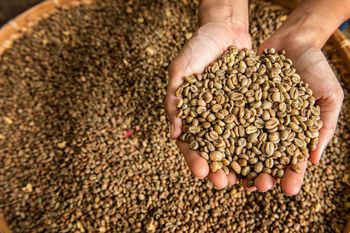 Robusta Coffee Green Beans Raw Material Raw Material Origin Papua, Java, Indonesia - PT Cipta Tunggal Agronusa - Indonesia