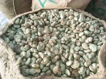RAW CASHEW NUTS - AGRO AFRIQUE COMPANY LIMITED - Tanzania