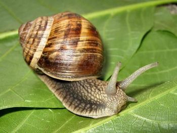 Export Fresh Snails Quality Fresh Brand Name Snail Manufacturer - Export Mash - Austria