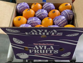 fresh orange - Ayla fruits for export - Egypt