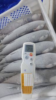 Grey Mullet - RIO ATLANTIC FISH - Morocco
