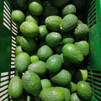 Fresh Avocado – product photo, Fresh Hass Avocado products found from trusted suppliers, wholesalers, manufacturers & exporters Listing