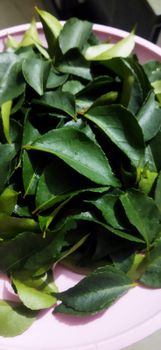 Fresh Curry Leaves Type Fresh Packaging As per customer - Y P Exim - India