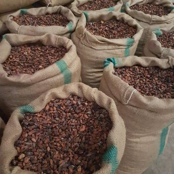 Cocoa Beans  – product photo, Fermented Cocoa Beans products found from trusted suppliers, wholesalers, manufacturers & exporters Listing