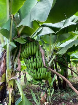 Dwarf Cavendish Bananas