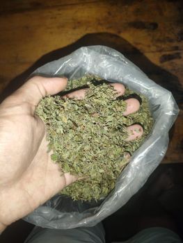 Kratom mytragina Quality A Brand Name Kratom Origin Southeast Asia Sustainability Prioritized Quality Assurance Lab-tested - Sumber agro jaya berkah - Indonesia