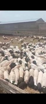 Live Sheep from Oitec and Sons International Limited Live Sheep - Oitec and Sons International Limited - Nigeria