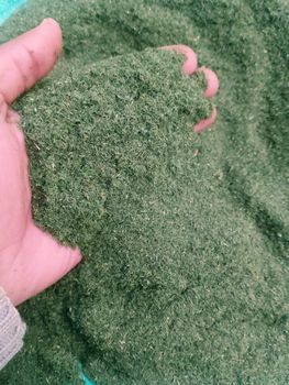 Dill Place of Origin Egypt Packaging As per customer - Expert herbs  - Egypt