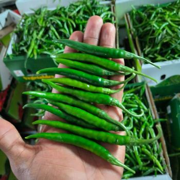 Green chilli Shelf Life 15days Packaging 4kg - Gouri green overseas  - India