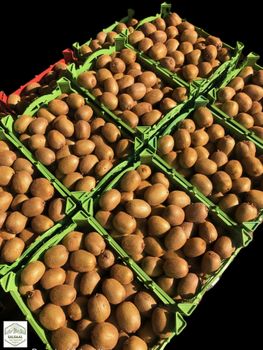 Fresh Organic Kiwi Fruit  Size Range 25 To 45 Color Green, Red, Yellow Texture Minimal Fuzz, Smooth Skin Size Note Red Kiwi Is Naturally - Salsaal Kiwi  - Canada
