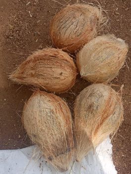 Semi Husked Coconut  – product photo, Fresh Semi-Husked Coconut products found from trusted suppliers, wholesalers, manufacturers & exporters Listing