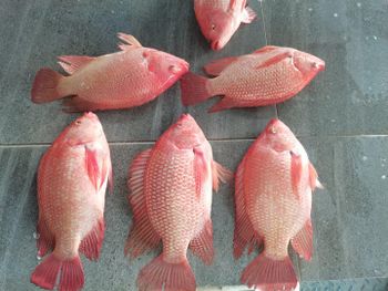 FROZEN RED TILAPIA GUTTED - GAOZHOU NATURAL AQUATIC PRODUCTS CO., LTD. - China
