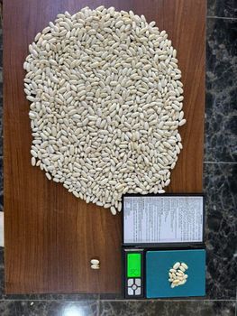 White kidney beans Type White Place of Origin Egypt Protein Source Plant-based Texture Fresh, Plump, And Creamy Intended Use Soups, Stews, Salads, And More - Herbs Maker - Egypt