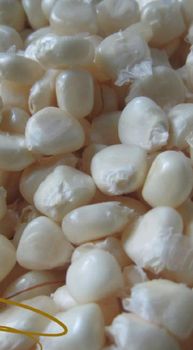 YELLOW/WHITE CORN GMO  – product photo, Dried White Corn products found from trusted suppliers, wholesalers, manufacturers & exporters Listing