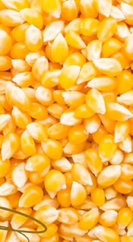 YELLOW/ WHITE CORN NON GMO - Golden Blue - Colombia