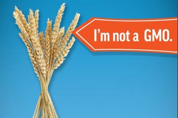 WHEAT Grain from Golden Blue WHEAT Grain – product photo, Fresh Wheat Grain products found from trusted suppliers, wholesalers, manufacturers & exporters Listing