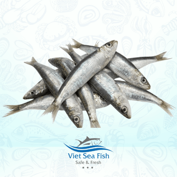 Frozen Sardine Fish Size 20/30 Per Kg, 30-40 Pcs/kg Species Sardinella Aurita/sardinella Longiceps, Sardinops - Viet Sea Fish Ltd., Co. - Vietnam