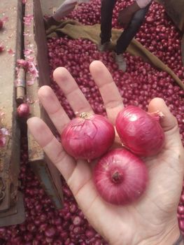 RED ONION - GLOBAL AGRO FMCG INDIA PVT LTD - India