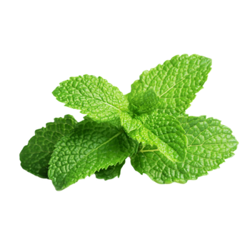 Mint Harvest Time 60 Days Germination Time 21 Days Aroma Vibrant And Aromatic Plant Height Up To 32 Inches Leaf Appearance Serrated - Talanyak Gardens  - Kenya