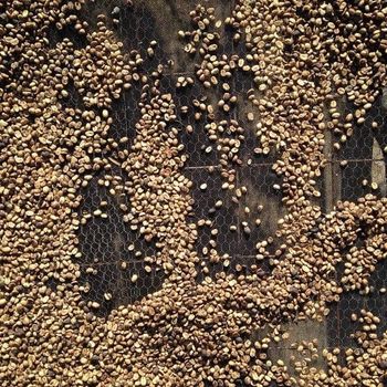 Green Robusta Coffee Beans Semi Washed Processing S16/18 Green Robusta Coffee with 24 months shelf life from Vietnam – product photo, Washed Robusta Coffee Beans products found from trusted suppliers, wholesalers, manufacturers & exporters Listing