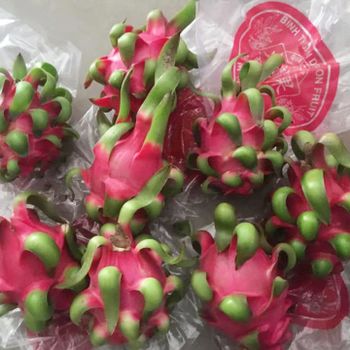 Red Dragon Fruit, Red Flesh / High quality for Export EU/US Market from VietNam (Ho Chi Minh Port) - NGAN HOA PHAT TRADING SERVICE COMPANY LIMITED - Vietnam