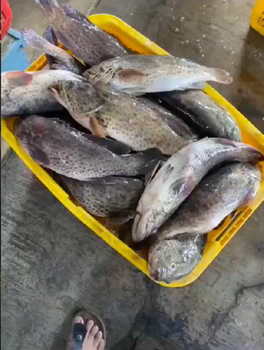 Fresh & Frozen Black Grouper (Epinephelus Coioides) - Duskytail Grouper 500-1000 gr - Acefort Ventures - Singapore