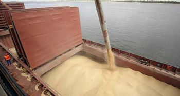 Wheat 11,5 - Marat Biss - Kazakhstan