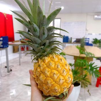 Sweet MD2 Fresh Pineapple Vietnam Fruit Packaged carefully and Quick response from Vietnam (Ho Chi Minh Port) - NGAN HOA PHAT TRADING SERVICE COMPANY LIMITED - Vietnam
