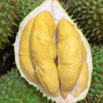 Fresh Durian with high quality and good price from Vietnam (Ho Chi Minh port) - NGAN HOA PHAT TRADING SERVICE COMPANY LIMITED - Vietnam