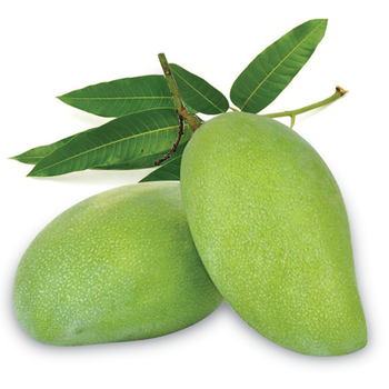 Fresh Green Mango Fruit - 100% Organic High Quality (Certification: GAP, HACCP...) from VIETNAM from NGAN HOA PHAT TRADING SERVICE COMPANY LIMITED Fresh Green Mango Fruit - 100% Organic High Quality (Certification: GAP, HACCP...) from VIETNAM - NGAN HOA PHAT TRADING SERVICE COMPANY LIMITED - Vietnam