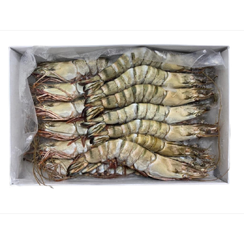 EU Standard Frozen HOSO Black Tiger Shrimp Wholesale export from Vietnam/Frozen giant tiger prawn Head on shell on - TANIS IMPORT & EXPORT COMPANY LIMITED - Vietnam