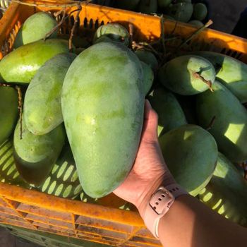 Fresh Taiwanese Mango Guaranteed Sweet and New from Farm / Planted at Southern of Vietnam (Export from Ho Chi Minh Port) - NGAN HOA PHAT TRADING SERVICE COMPANY LIMITED - Vietnam