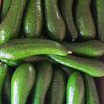 Fresh Avocado Fruit from Vietnam / Good Price Avocado fruit for wholesale (Ho Chi Minh Port) - NGAN HOA PHAT TRADING SERVICE COMPANY LIMITED - Vietnam