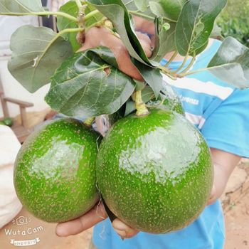 Fresh Booth Avocados, 034 Avocado from Vietnam - Best Price - High quality - Exported to the US, EU and other markets - NGAN HOA PHAT TRADING SERVICE COMPANY LIMITED - Vietnam