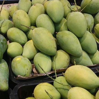Fresh KAEW Mango from Vietnam's Farm / Guaranteed Sweet and Fresh / Made for Exportation / Quick Response - NGAN HOA PHAT TRADING SERVICE COMPANY LIMITED - Vietnam
