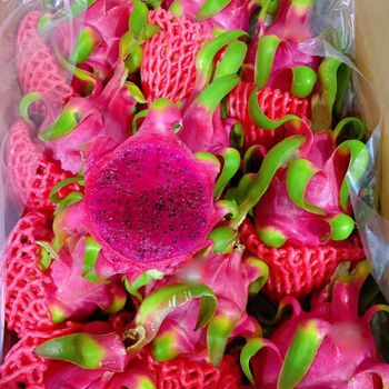 Red Flesh Dragon Fruit guaranteed New and Fresh / Export quality with Good Price (Ho Chi Minh Port) - NGAN HOA PHAT TRADING SERVICE COMPANY LIMITED - Vietnam