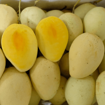 Famous CAT CHU Mango / Guaranteed Sweet and Fresh / Made for Exportation / Quick Response (Ho Chi Minh Port) - NGAN HOA PHAT TRADING SERVICE COMPANY LIMITED - Vietnam