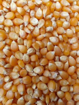 Corn kernels - Bio Natura Trade - Poland