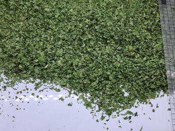 Dried Parsley Texture Leafy Color Vibrant Green Flavor Fresh, Grassy Aroma Strength Strong Chlorophyll Content High Essential Oil Content - AROMATIC Herbs and Spices - Egypt