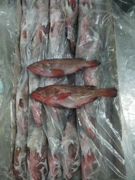 Grouper Fish Size 1000g And Up Origin Sea Caught Processing Method Individually Quick Frozen Minimum Order Quantity 1 X 40fcl (25 Tons - SAEBYGARD AVLSGARD A/S - Denmark