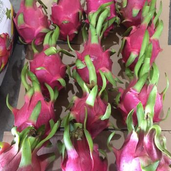 Fresh Dragon Fruit Quality for Export / White Flesh Dragon fruit - NGAN HOA PHAT TRADING SERVICE COMPANY LIMITED - Vietnam