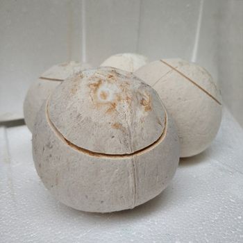 FRESH YOUNG COCONUT PEELED HIGH QUALITY WITH GLOBAL GAP FROM VIETNAM EXPORT TO EU,US, CANADA, RUSSIA from NGAN HOA PHAT TRADING SERVICE COMPANY LIMITED FRESH YOUNG COCONUT PEELED HIGH QUALITY WITH GLOBAL GAP FROM VIETNAM EXPORT TO EU,US, CANADA, RUSSIA – product photo, Peeled Dried Coconut products found from trusted suppliers, wholesalers, manufacturers & exporters Listing