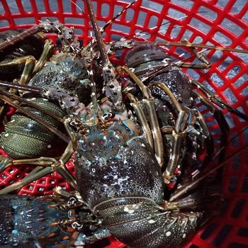 Affordable Price LIVE Ornate SPINY LOBSTER/ IQF LOBSTER Whole Vietnam - VIET GOOD EXPORT JOINT STOCK COMPANY - Vietnam